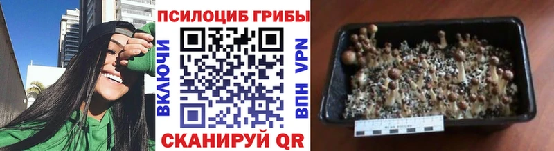 сколько стоит  Белореченск  Псилоцибиновые грибы Cubensis 